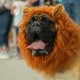 Gallery Picture - octoberfest-dog-dressed-as-lion.jpg