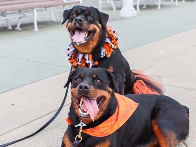 octoberfest-beach-maze-2-dogs.jpg